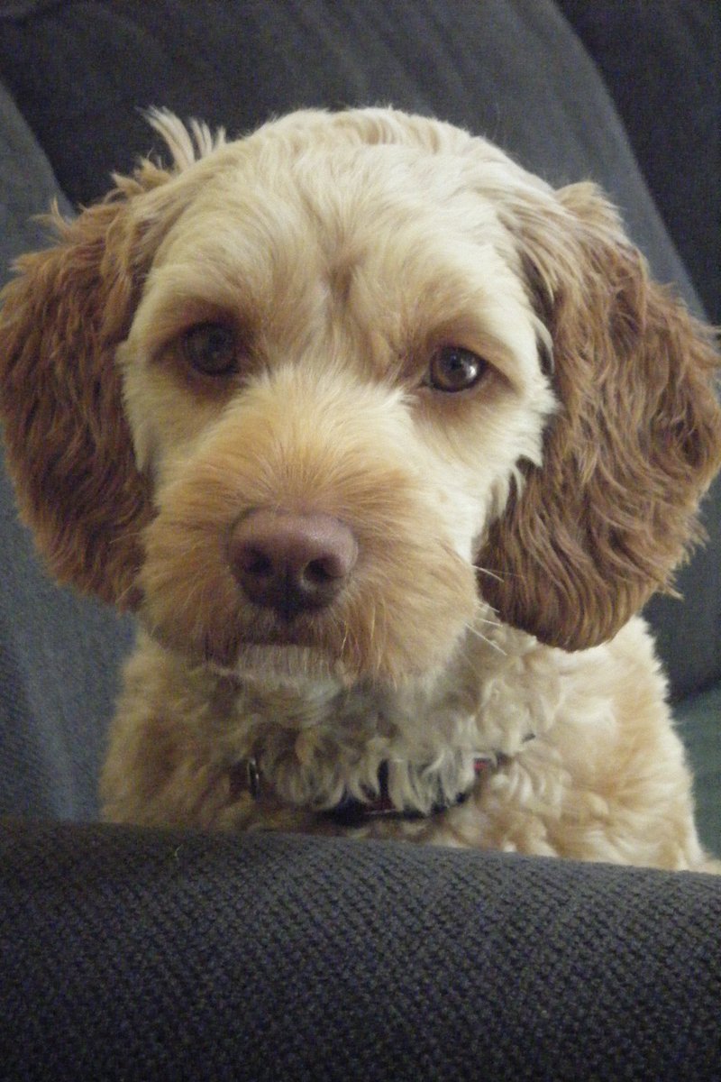 LoreneH15's tweet photo. @Indians This is Cooper. He watches all the Tribe games with me! #TribeDogs https://t.co/W75wL1R9dB