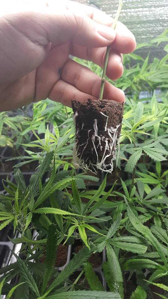 ClonesBros's tweet photo. The best way to support local is to grow your own! https://t.co/xAfkkhtoe2
