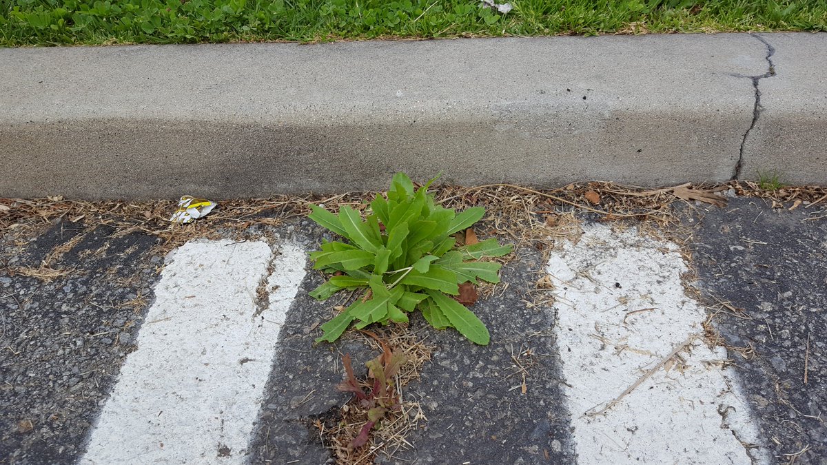 awkwardbotany's tweet photo. #pavementplants #sunnysoutherncalifornia #WSWS2018 https://t.co/dZBGwyQzw8