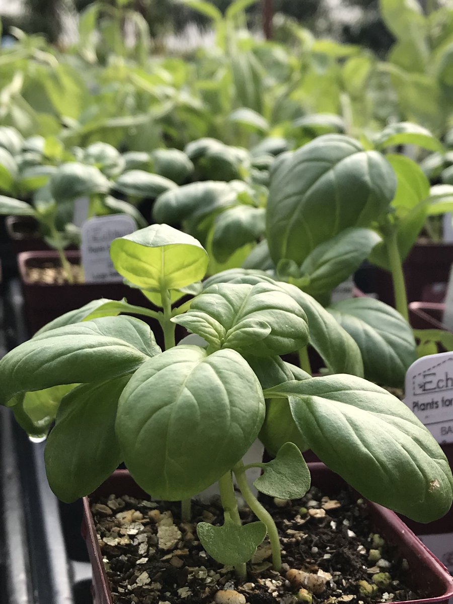 Echters's tweet photo. Stop and smell the basil!  There’s nothing like fresh herbs to brighten up mealtime. Start an indoor planter to enjoy. https://t.co/p0zfTr10aI