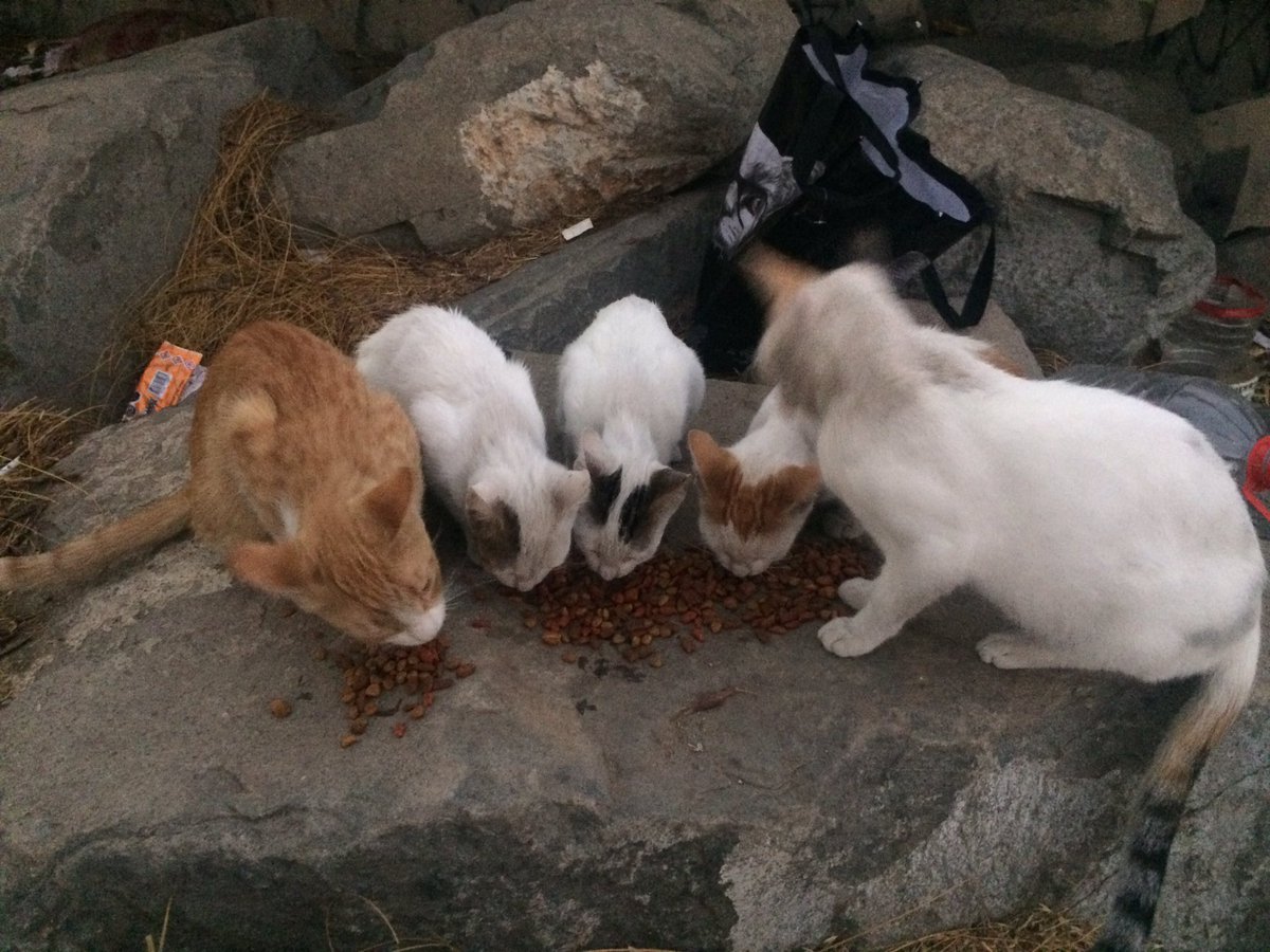 Ayuda!!
Puedo llevar a los 7 gatos Del Río a esterilizar a Pedro Aguirre Cerda.
Necesito transporte o aporte para poder llevarlos Jueves 15/3 a las 07:30 am, en micro imposible 5-7 canales) wathsapp +56976292584