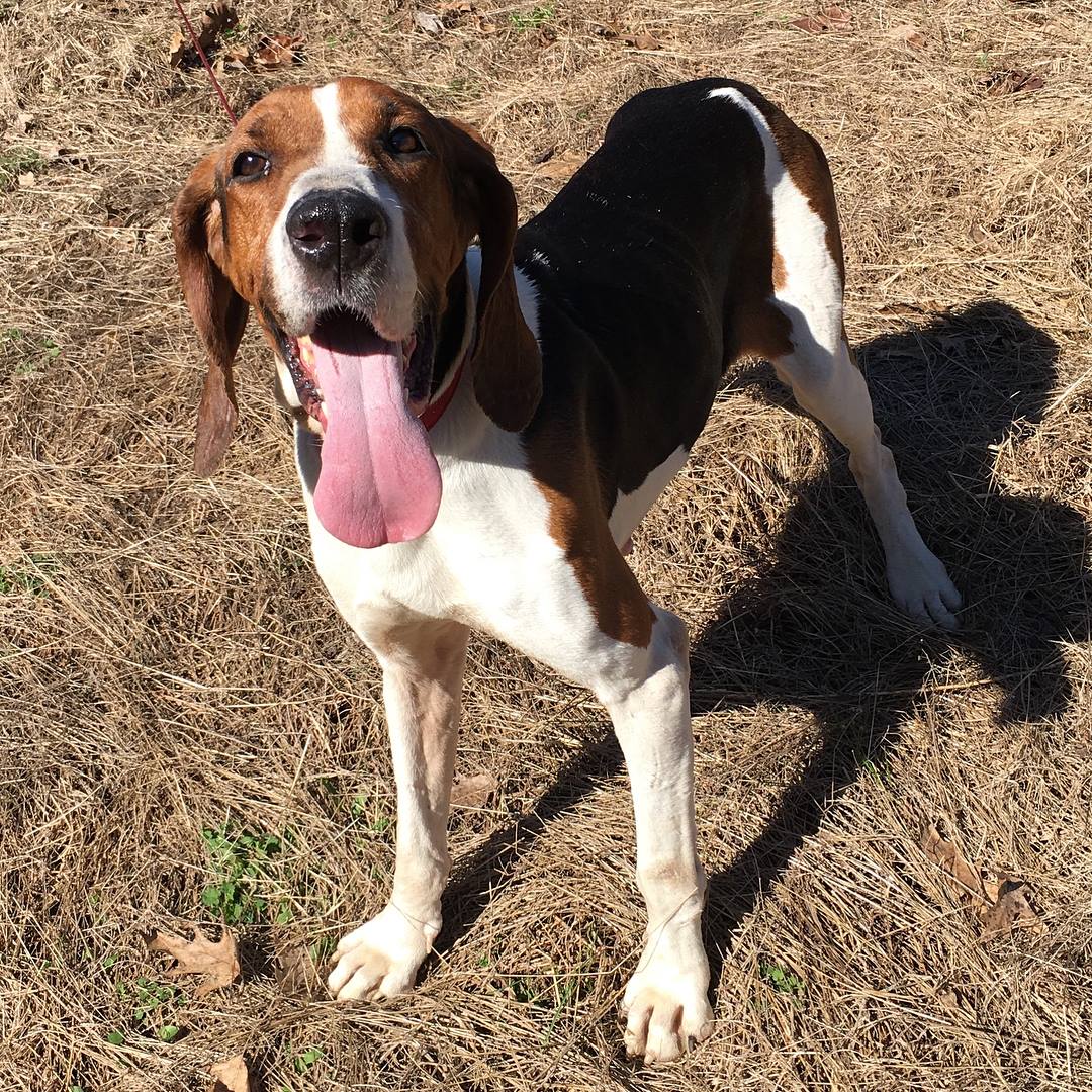 TNProverbs1210's tweet photo. We currently have 15-20 dogs that need to be moved into foster homes from where they are now. We pay for food, vet bills, medication, etc., so basically you get a free dog. 
If you've ever considered fostering, now is the time.  https://t.co/pC3fdGMaXS https://t.co/0bhfPYFn9m