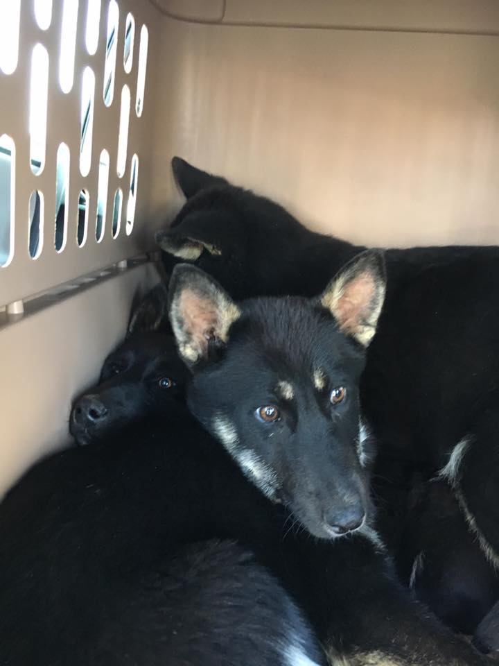TNProverbs1210's tweet photo. We currently have 15-20 dogs that need to be moved into foster homes from where they are now. We pay for food, vet bills, medication, etc., so basically you get a free dog. 
If you've ever considered fostering, now is the time.  https://t.co/pC3fdGMaXS https://t.co/0bhfPYFn9m