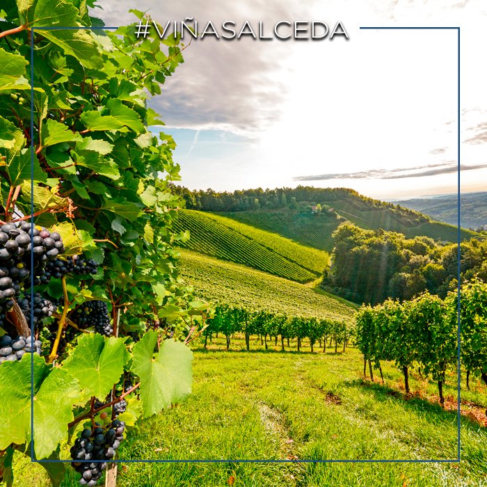 Detrás de toda obra de arte se esconde el secreto de su #origen. ¿Una copa de #ViñaSalceda para disfrutar del arte? #vino #wine #winelover #winetasting #riojaalavesa #compartesalceda #compartetuvino #recuperatuorigen #nature #naturaleza #vuelvealcampo #vida #naturelover