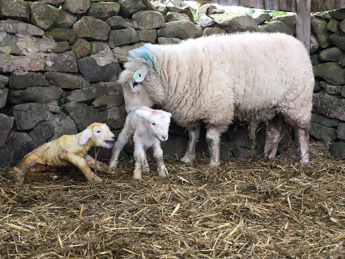 LauraCWFairs's tweet photo. Yipppeeeee!! Our first lambs arrive safely! @nativebreedsGB #DevonClosewool https://t.co/AJ31Wf51EO