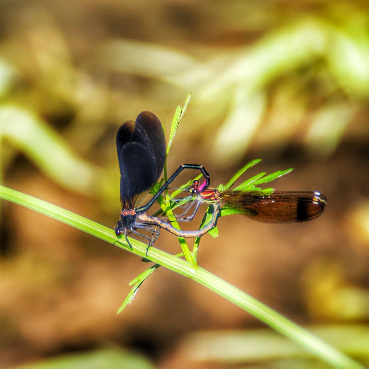 _scannertrip_'s tweet photo. Wild life reproduction .
.
.
.
#wildlive #wildlife #insect #reproducao #fotografia #foto #fotos https://t.co/C22TVzJR8b