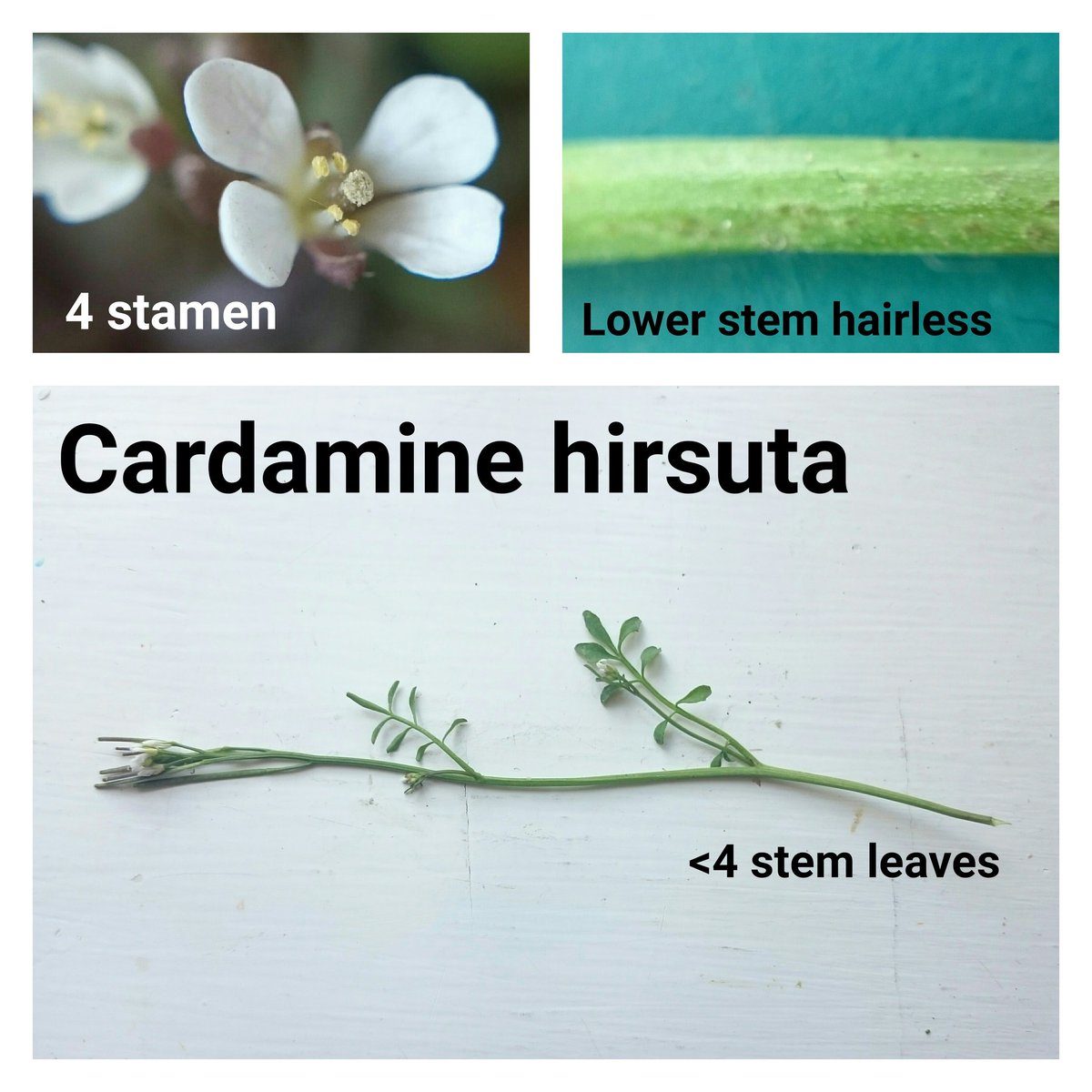 wildflower_hour's tweet photo. If you are taking part in this week's #cabbagechallenge you are likely to come across Cardamine flexuosa (Wavy Bittercress) and Cardamine hirsuta  (Hairy Bittercress).  These two can be tricky to separate so here's are a few tips to help you make your identification. https://t.co/qm1fESUwcy