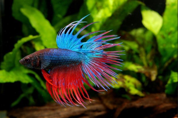 BettaFish_Tanks's tweet photo. Looking for some informative tips on Betta fish food? We got you covered! Click the link to take a look at our helpful guide! -> https://t.co/rwQ5RQjKGC https://t.co/P1HkrY8yvK