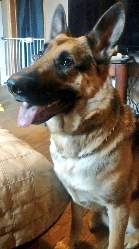 VigilanteJrnlst's tweet photo. This handsome boy, KC is one of the #FurKids in our #ServiceDogProgram who lived in a #fosterhome til today. Now it's time to begin #ServiceDog skill set #training. #LaborOfLove
#TongueOutTuesday #RescueDog #GermanShepherd #DogsofTwitter #AdoptDontShop #K9stoFurkids #dog #SDIT https://t.co/0FNQDrrpyk