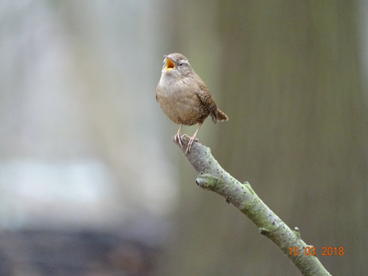 voorjaar, ieder zingt zijn mooiste lied@vogelnieuws
