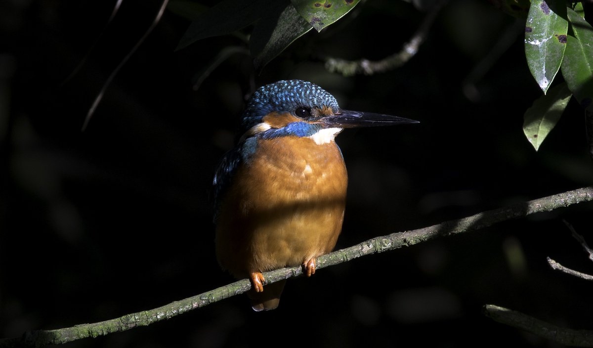 Vault NW (vault_info) Twitter