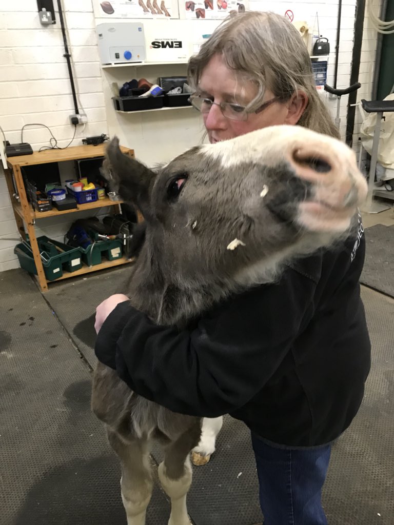 BakewellEquine's tweet photo. This week we have had Shire mare Lizzie and her new foal Robbie in the clinic. Robbie unfortunately didn’t receive adequate colostrum from mum so had to have a transfusion of hyperimmune plasma to provide immunity #foal #foalnursing #everyonelovedhim #mumwaslovelytoo #cute https://t.co/zxD8D8XI52