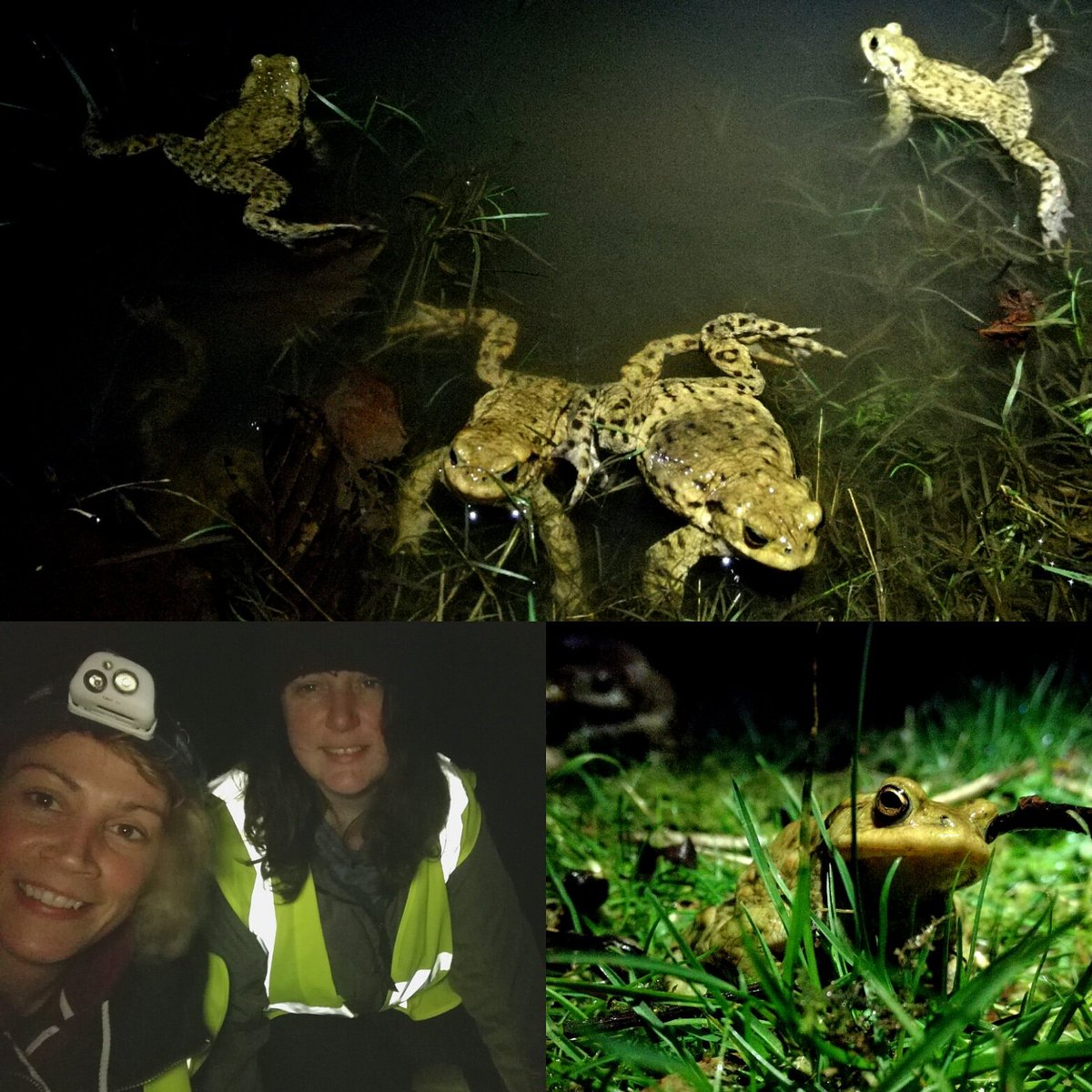Kenttoadpatrol's tweet image. #kenttoadpatrol has kicked off with huge numbers , biggest patrol in Faversham starting on the first day with over 600 toads! We are also getting lots of newts! @froglifers @BBCSpringwatch