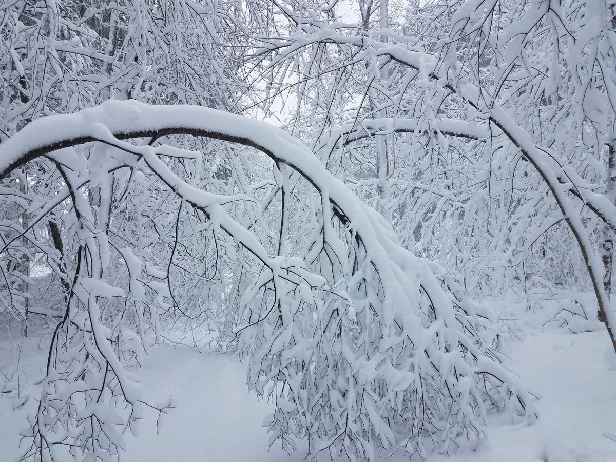 dunneteach's tweet photo. Report from our 3rd #Noreaster in 2 weeks in #Framingham: snow is approximately 3/4 dog deep, plow mounds are 2 dogs deep, trees not looking so good, but @DPWFramingham is keeping up with it. #NonstandardUnitsOfMeasure https://t.co/jG5XpvRELy