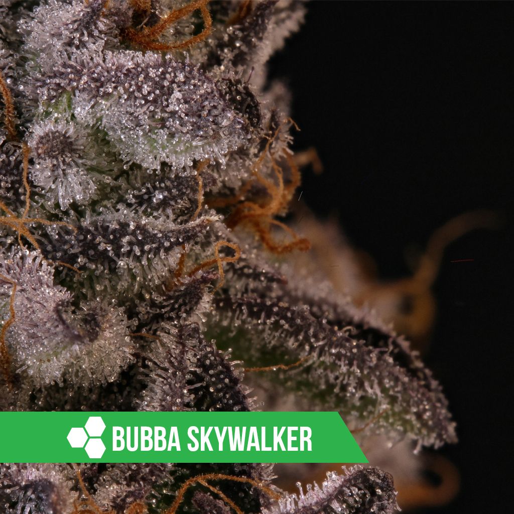 HWCMMJ's tweet photo. If you never 💨puffed💨 on that #BubbaSkywalker 🌌👟... it's about that time⏱️! #HerbalWellnessCenter #HWCFam #TrueConnoisseur #cannabiscommunity #azmmj https://t.co/Wh56A3JWJw
