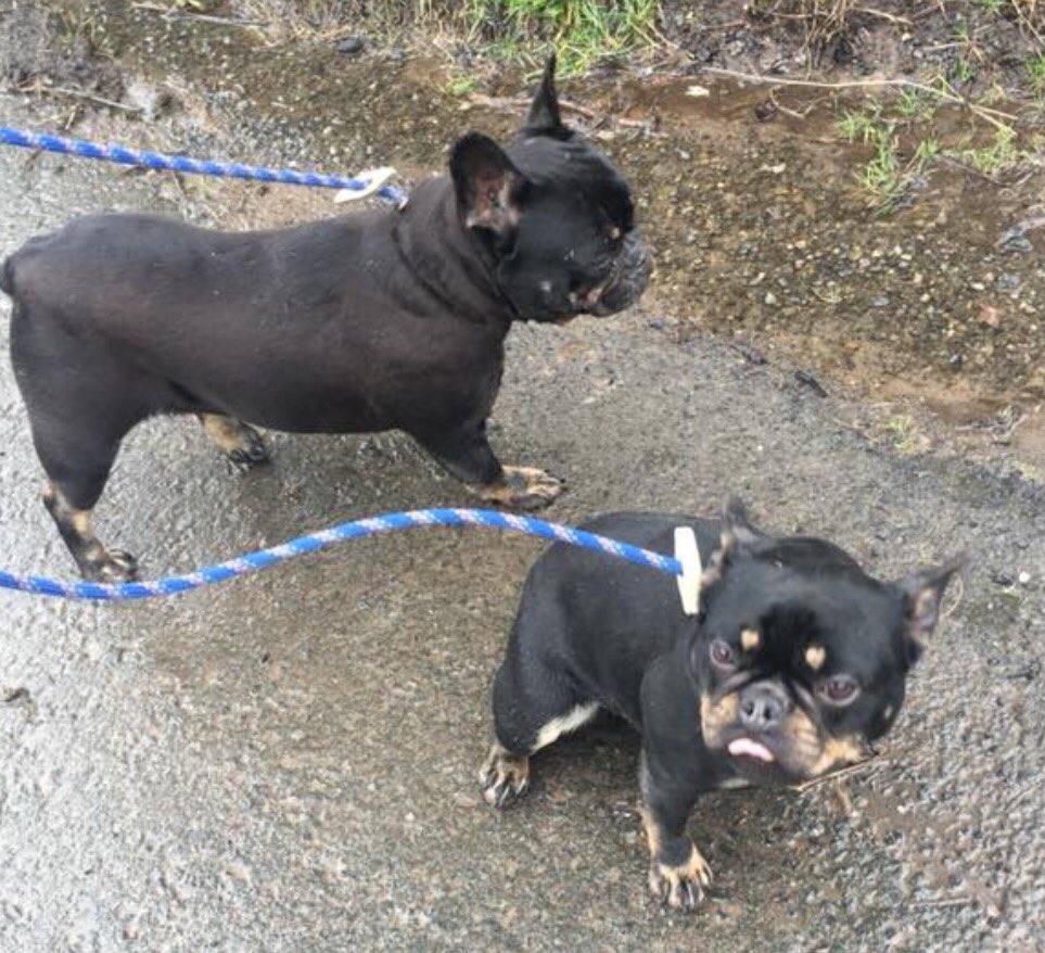 ManyTearsRescue's tweet photo. Mummy and Daughter both looking for a home together if possible. Meet the gorgeous Poppy and Channel 🐶💕

https://t.co/LV4XJk3gXW

https://t.co/75N8HhNfFa https://t.co/oPGdmEdfW6