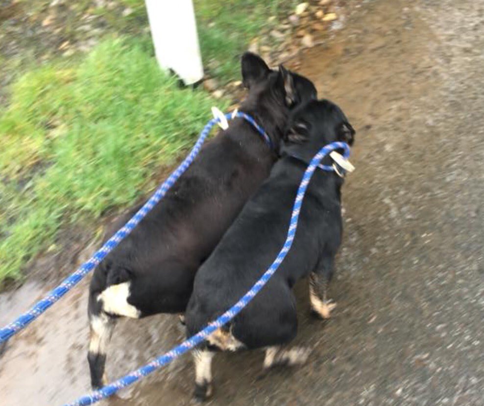 ManyTearsRescue's tweet photo. Mummy and Daughter both looking for a home together if possible. Meet the gorgeous Poppy and Channel 🐶💕

https://t.co/LV4XJk3gXW

https://t.co/75N8HhNfFa https://t.co/oPGdmEdfW6