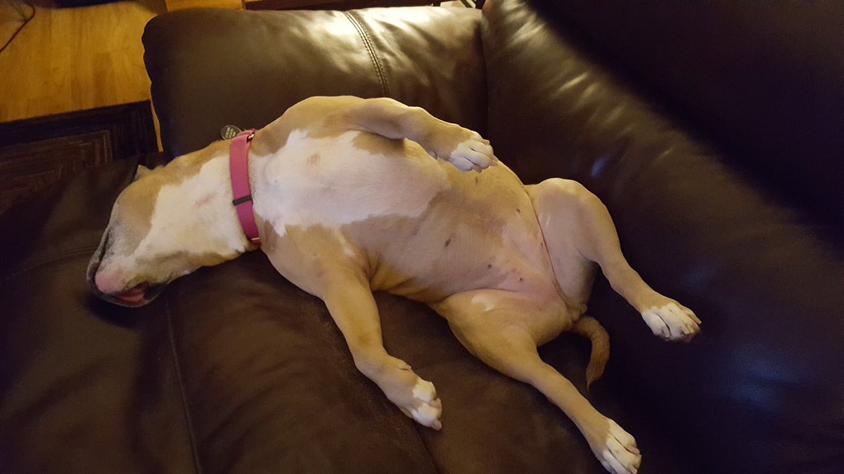 PayLessCT's tweet image. Dur to inclement weather, our office is now closed. We will open at 8:30 am on Wednesday. Hope you're taking it easy, like Norma. #StayWarm #AnotherStorm #TakeABreak