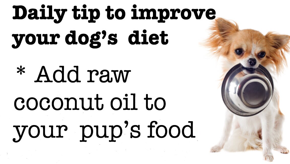 Unlike animal fats and other vegetable fats, raw coconut oil is truly unique.
While it’s high in saturated fat, it’s a healthy saturated fat that mainly contains medium-chain fatty acids that the body doesn’t store.
Coconut oil can help you manage your dog’s weight #doglovers .