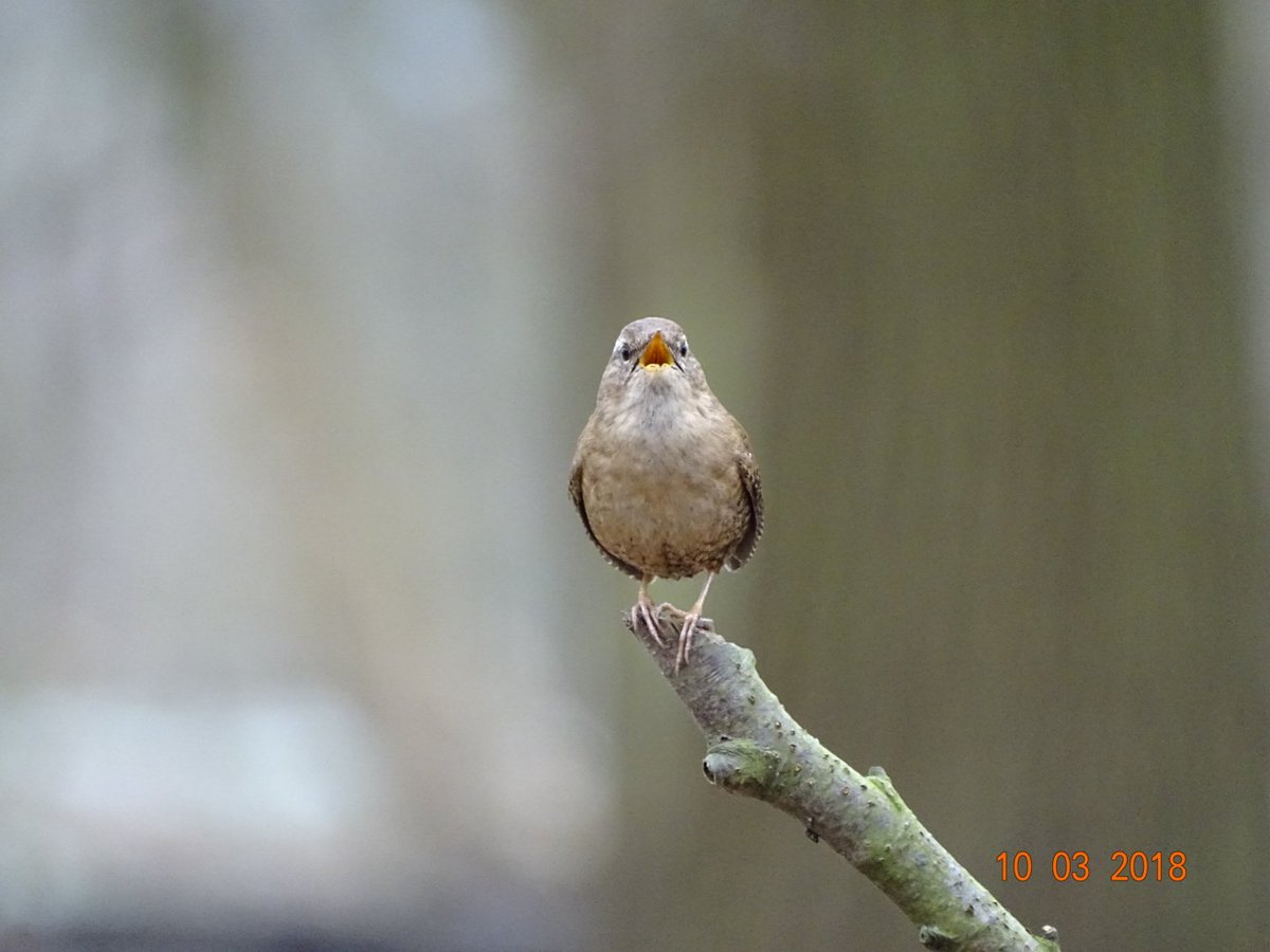 ieder zingt zijn voorjaarslied😊<a href="/waarneming/">Waarneming.nl</a>.nl