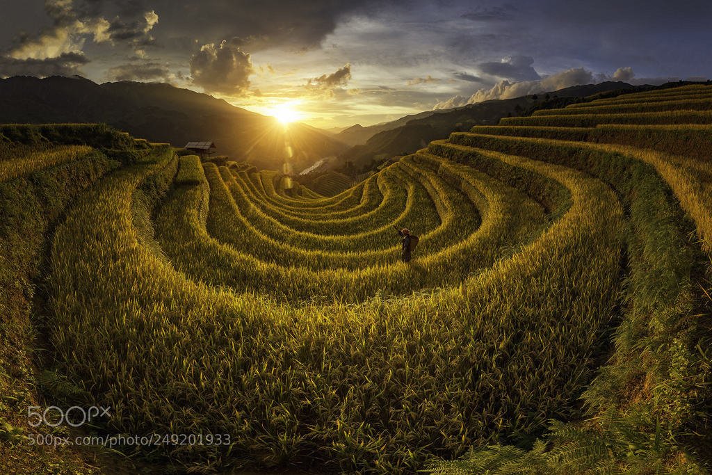 Vietnam rice terrace field,Vietnam by SaravutWhanset #photo