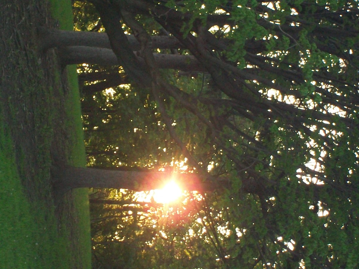 ibod755beep's tweet photo. growth's struggle with light  @FrableyH https://t.co/HbccCMmcBd