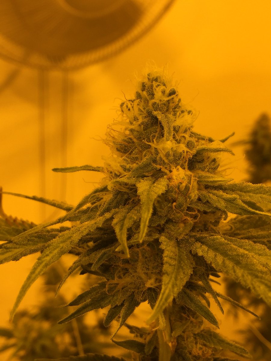 DynamicHarvest's tweet image. One of these is #sourdiesel the other one is #fruitypebbles, can you guess what’s what?

#DynamicHarvest 
Kirkland, WA
Est. 2015

Follow us on Facebook and Instagram!
@Dynamic_Harvest

#marijuana #weed #cannabis #seattlestoners #seattle #pnw #washington #legalweed