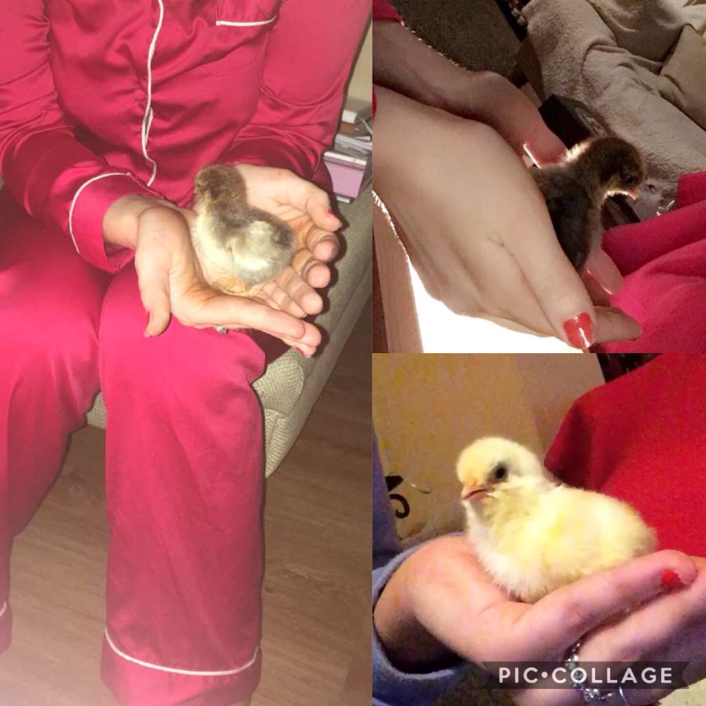 amzwhitaker's tweet photo. Lee has baby chicks and I love them 😍🐥🐣 nearly Easter Little chicks https://t.co/2X4Z7x1WCY