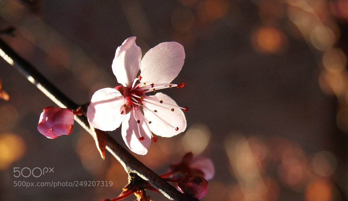 bestphotonature's tweet photo. Sunset plum blossom ... 2018 (Carman God with me / UK) #DSLR-A380
#macro #photo #insect #nature https://t.co/v6Yzjbs1qg
