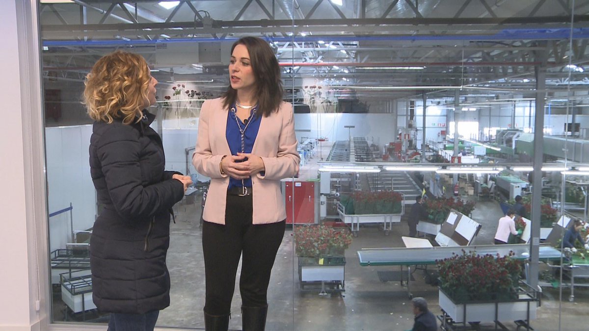 Esta semana <a href="/Hechoencyl/">Hecho en CyL</a> visita  <a href="/AleiaRoses/">Aleia Roses</a>, una empresa que produce en #Soria más de 100.000 rosas rojas al día