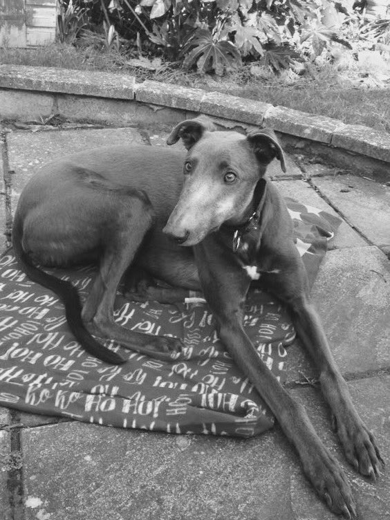 Our lovely handsome boy, Rory @greyhoundtrust   #retiredandlovingit