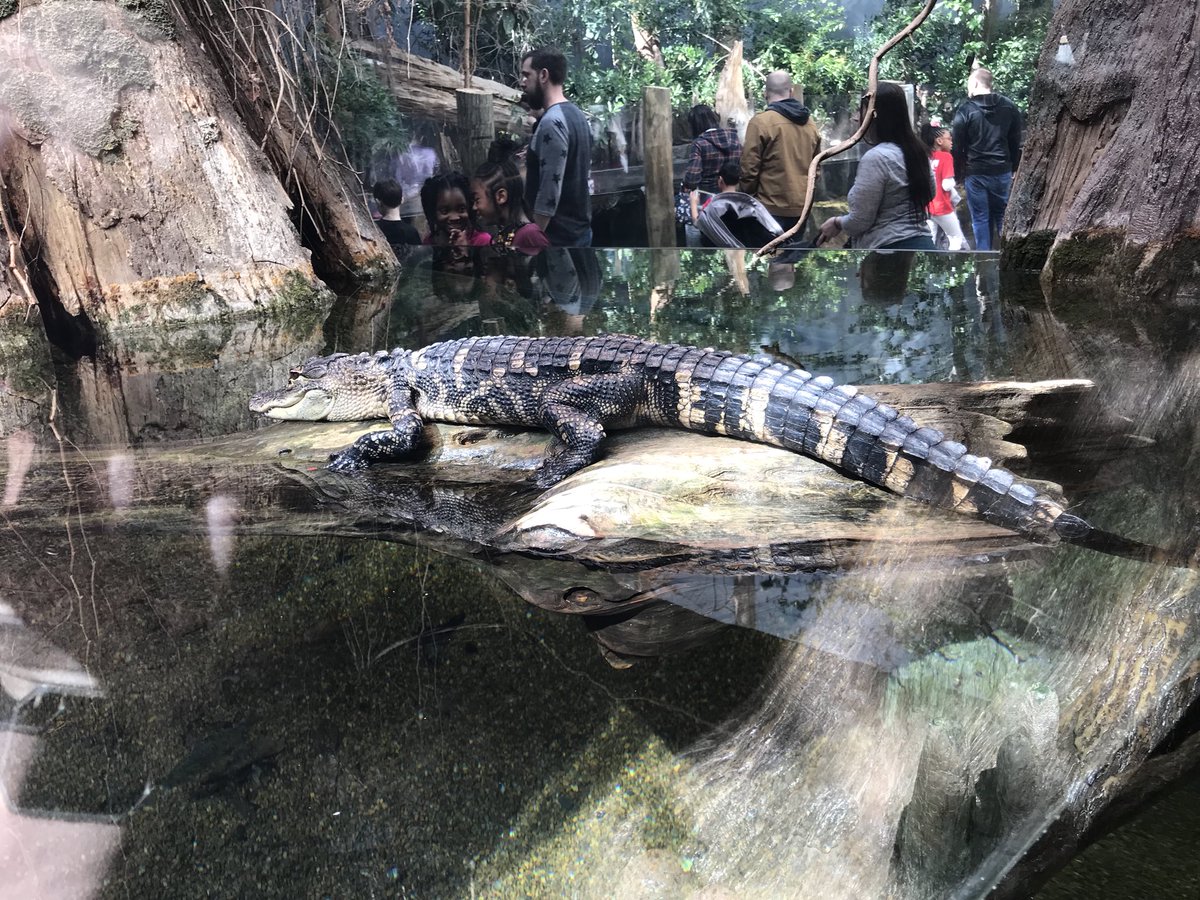 mrs_sknight's tweet photo. Chattanooga Aquarium with Harvest Elementary 3rd Grade! Making adventures that last a life time! #BeBoldMCSS #AdventuresIn3rdGrade @fryans3 @HarvestElem https://t.co/0X12yXkYiP