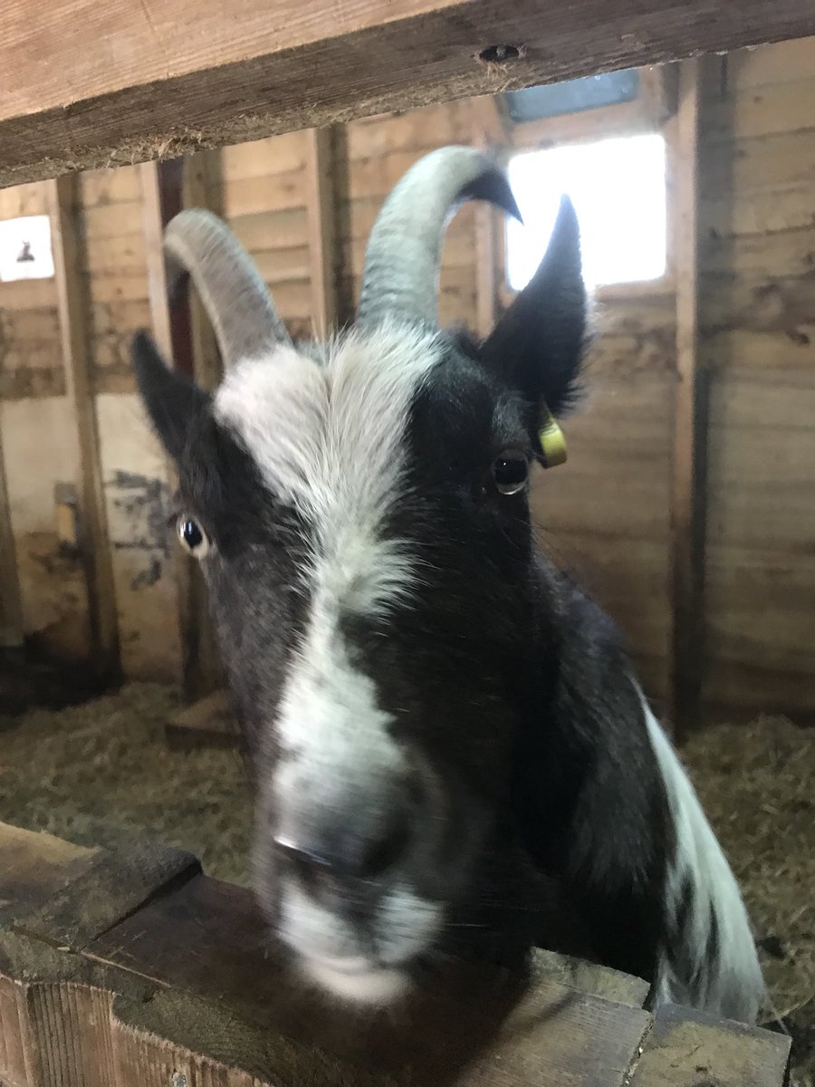 phil_grey's tweet photo. Met this old goat today https://t.co/FPBV5sI84y