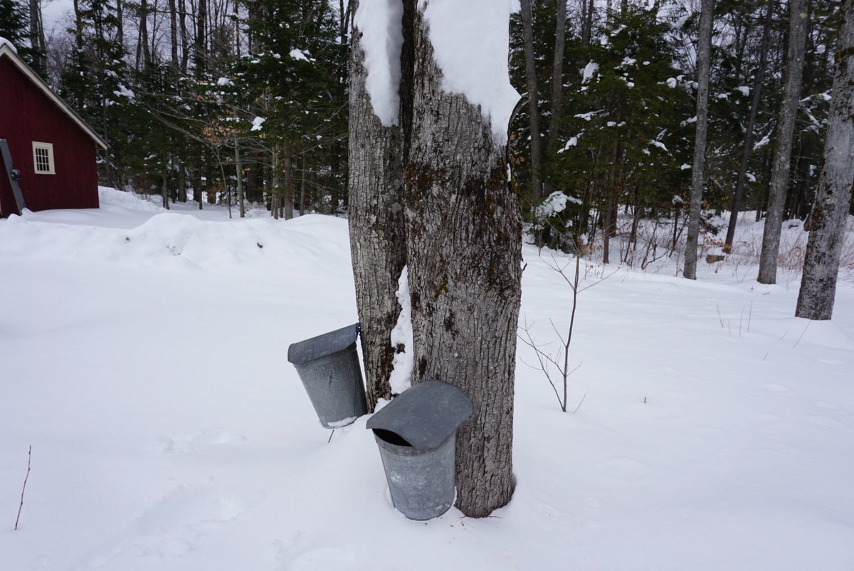 namastenevin's tweet photo. Tap tap tappin
#vermont #vermontmaplesyrup #maplesyrup #tap #newengland #local #localfood #doitforyou #makeitcount #domore #taptap #taptaptap #taptaptaptap https://t.co/Jc0Aez0YtR