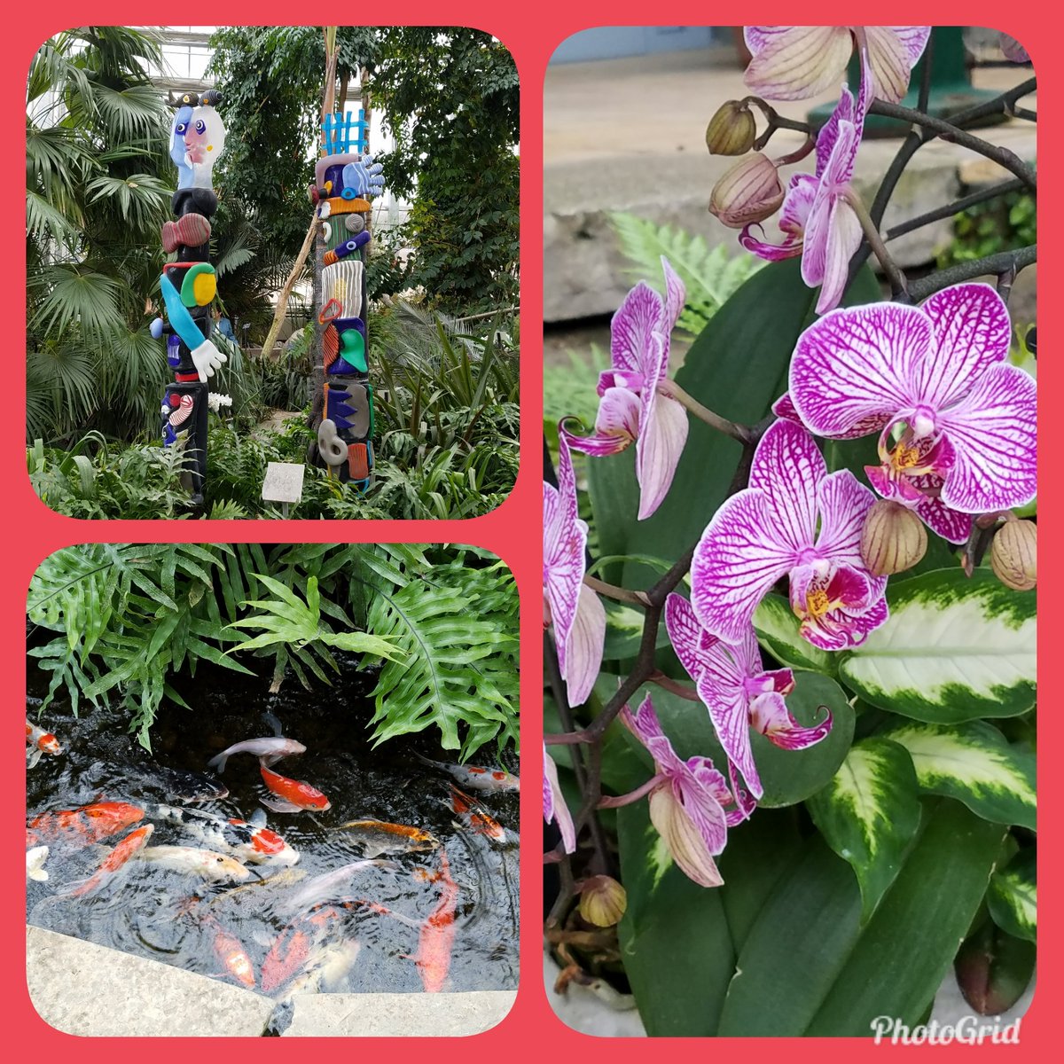 FlowerChick826's tweet photo. A beautiful touch of the tropics on a cold winter day! #NicholasConservatory #Rockford #Orchids #Koi https://t.co/M6KBr1vvr6