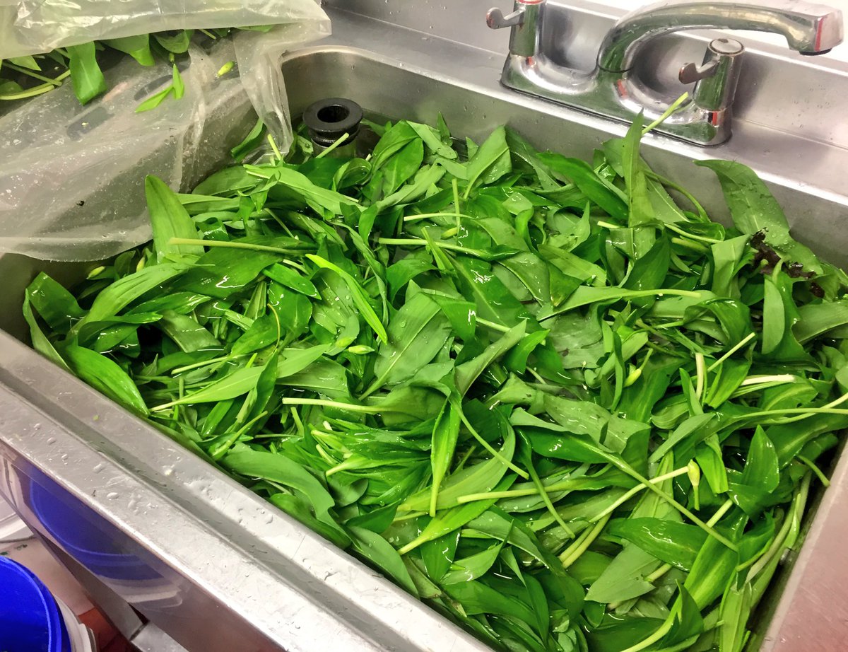 Macreddin's tweet photo. The wild garlic season has well and truly arrived at Macreddin... #wildfood #foraging #wildgarlic https://t.co/z1DWH8sNoB