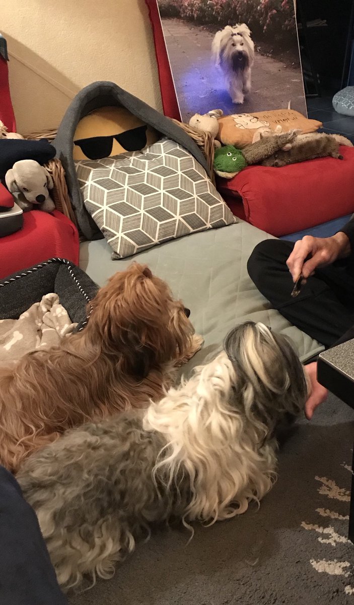 Scamp_on_Twitta's tweet photo. #TuesdaySupper. Fresh ocean fish served by hand and Roman style BOL. And as desert veggie treat, spinach today yummy #HavaneseLeisure https://t.co/TOBpHi9NJT