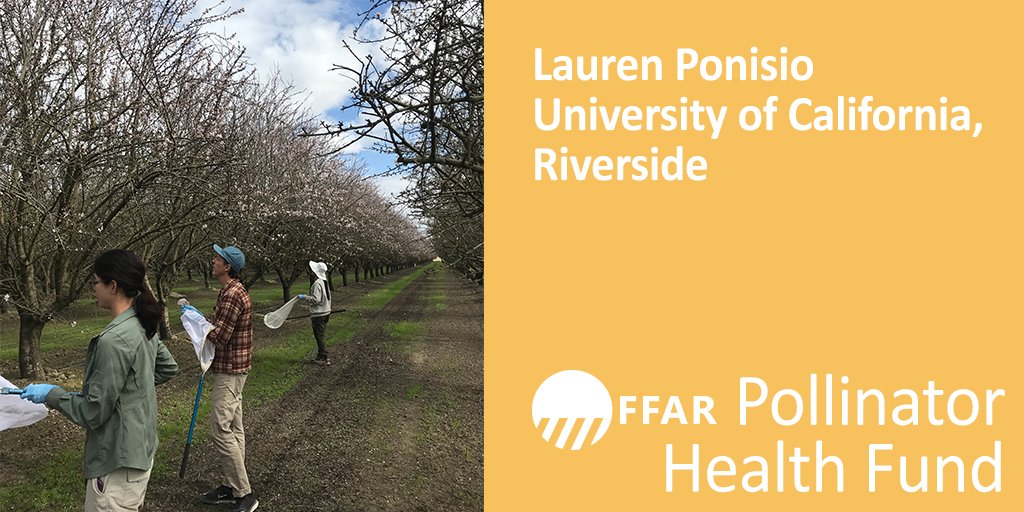 Dr. Lauren Ponisio of <a href="/UCRiverside/">UC Riverside</a> is examining if #bee friendly practices are successfully improving #pollinatorhealth. bit.ly/2IngmhE #FFARgrant