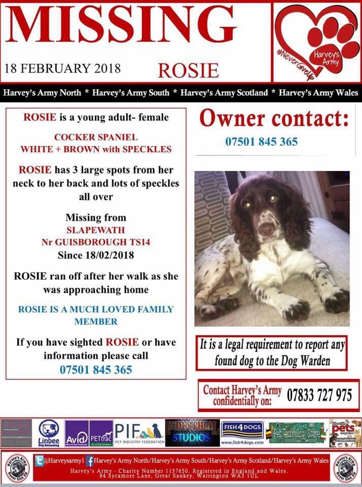 rosieDoc2's tweet photo. #helpfindRosie #missing where'd she go when she ran off that night❓ 18/2/18 she was nearly 🏡
female #CockerSpaniel brown&white has 3 large spots from neck to back & brown socks 🐾🐾
#Slapewath #Guisborough #TS14
💥can we find ROSIE💥
#Pettheftawareness week ‼️ https://t.co/9N9kOYl667
