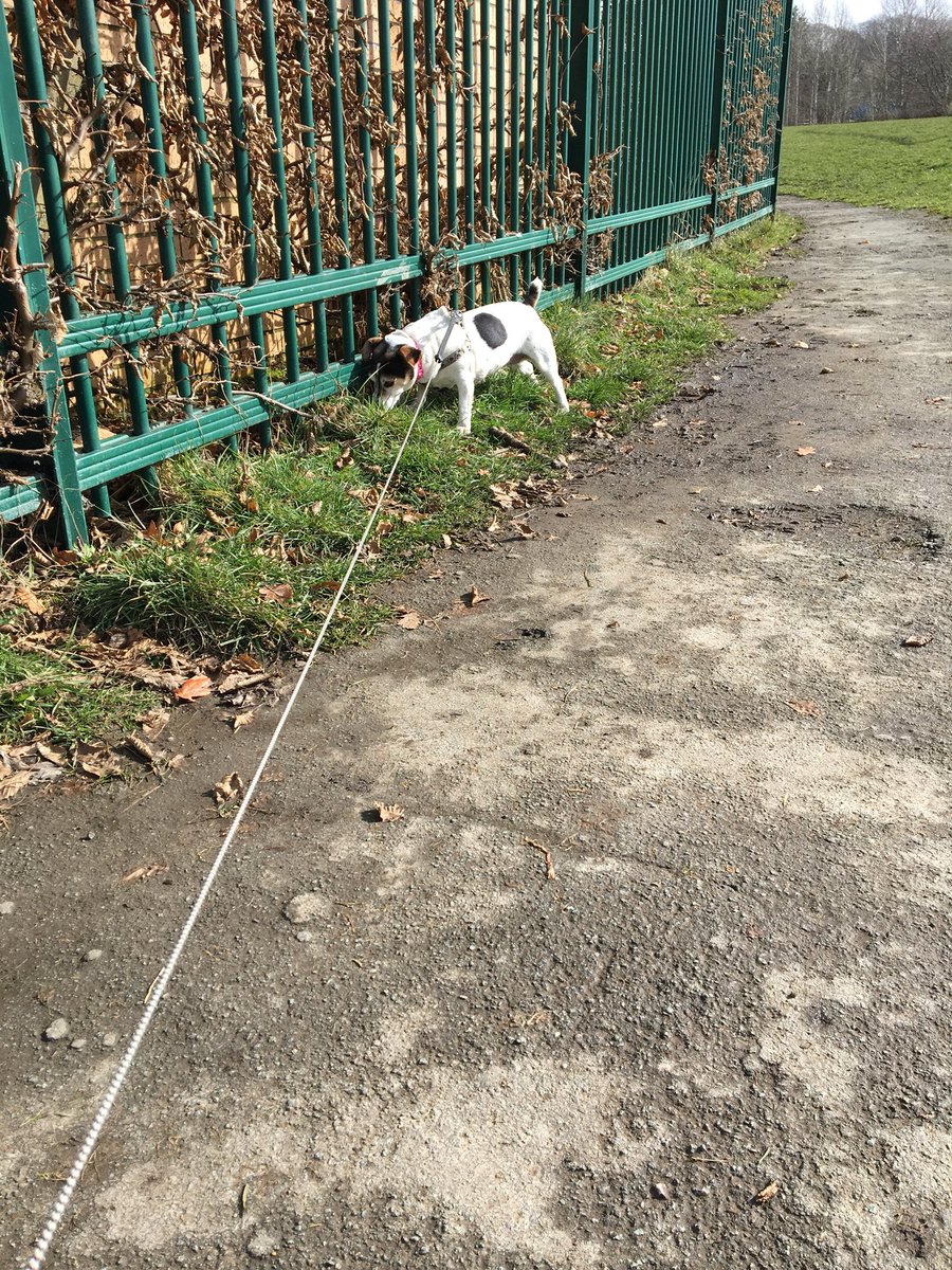 TWIGGS_D_W's tweet photo. Longer walk today! Half an hour just didn’t seem long enough with this gorgeous girl! #dogs #dogsoftwitter #dogwalker #bestjobever https://t.co/kfpXrMKFtf