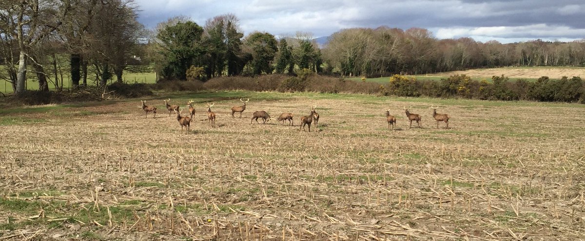 outwithpeter's tweet photo. The tale of two woes - Such a beautiful sight; But the damage done is unbearable. #somethinghastobedone #deer #deerdamage #killarney #kerry https://t.co/08ai3AwJs0