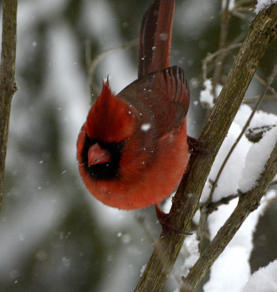 sharonmn23's tweet photo. @BlacksWeather And here is a few more of him! I swear he was daring me to take his picture! #outmykitchenwindow #ThePhotoHour #birds https://t.co/8Fkc05HlET