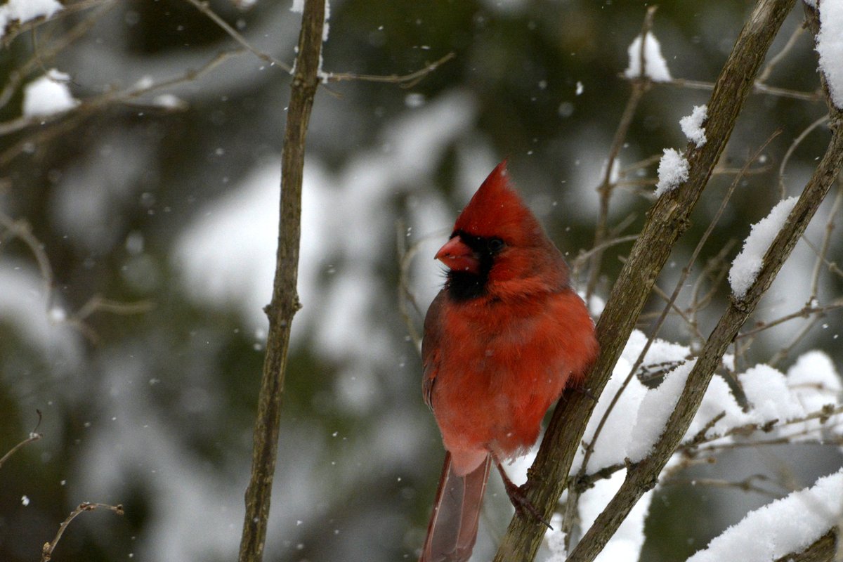 sharonmn23's tweet photo. @BlacksWeather And here is a few more of him! I swear he was daring me to take his picture! #outmykitchenwindow #ThePhotoHour #birds https://t.co/8Fkc05HlET