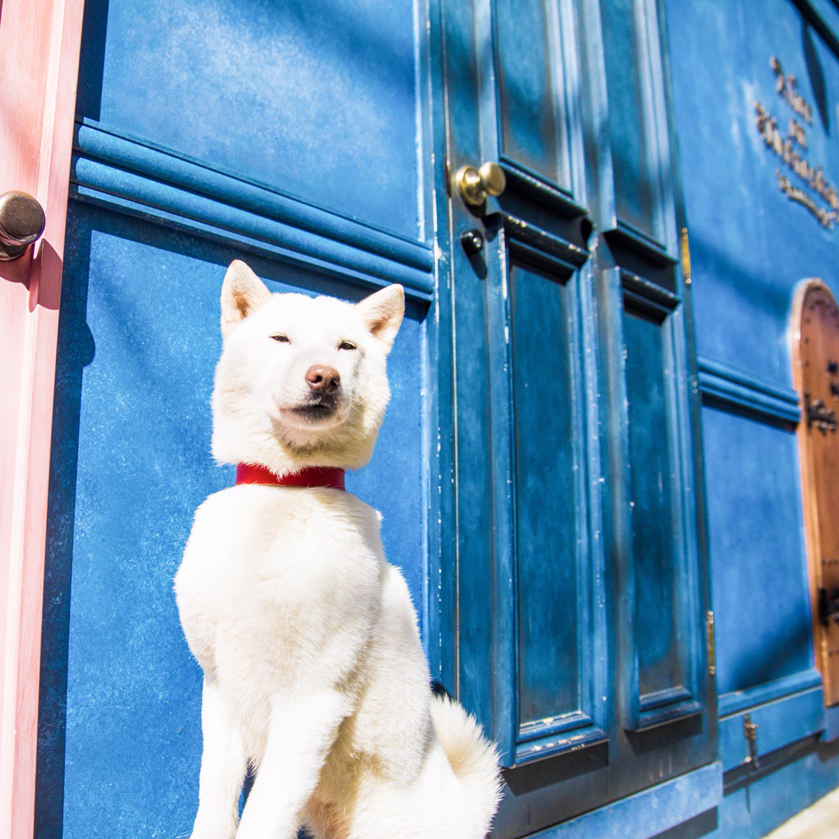 ソフトバンクのお父さん犬のインスタが乗っ取られ大変なことに あまりのギャップに困惑するフォロワーたち Togetter ソフトバンクのお父さん犬のインスタが乗っ取られ大変なことに あまりのギャップに困惑するフォロワーたち Togetter