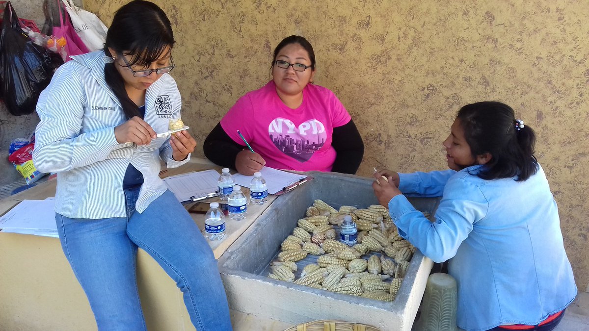 Castlewis's tweet image. Comenzando el registro de datos en el ensayo de cosecha y desgranadoras con el equipo del #HubPSUR
#ACCIMMYT