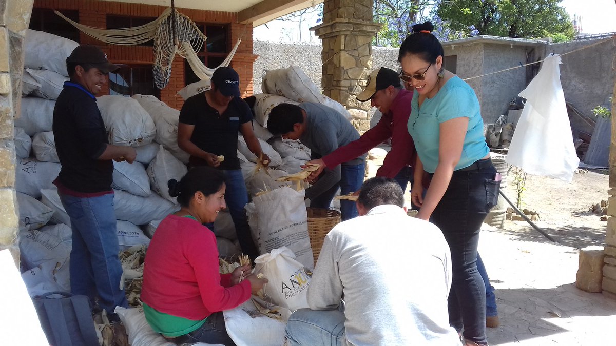 Castlewis's tweet image. Comenzando el registro de datos en el ensayo de cosecha y desgranadoras con el equipo del #HubPSUR
#ACCIMMYT