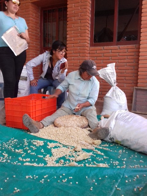 Castlewis's tweet image. seguimos en el ensayo de desgranandoras con Doña Inés y los técnicos del #HubPSUR @ACCIMMYT