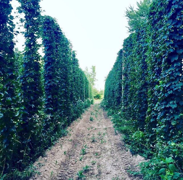 GBSHRadio's tweet photo. I was reminded by @HoweFarms that the picture was obviously dated. Check out these bad boys now.  #GBSH #hop #craftbeer #GrowBinesGrow https://t.co/RupkoRtrpW