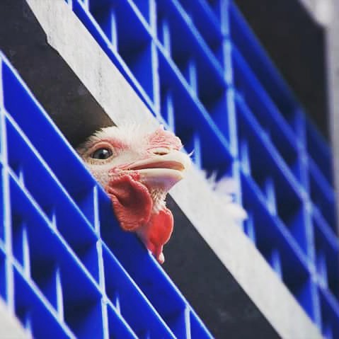 If she spoke our language, what do you think she'd say? 

❤️ whyveganism.com