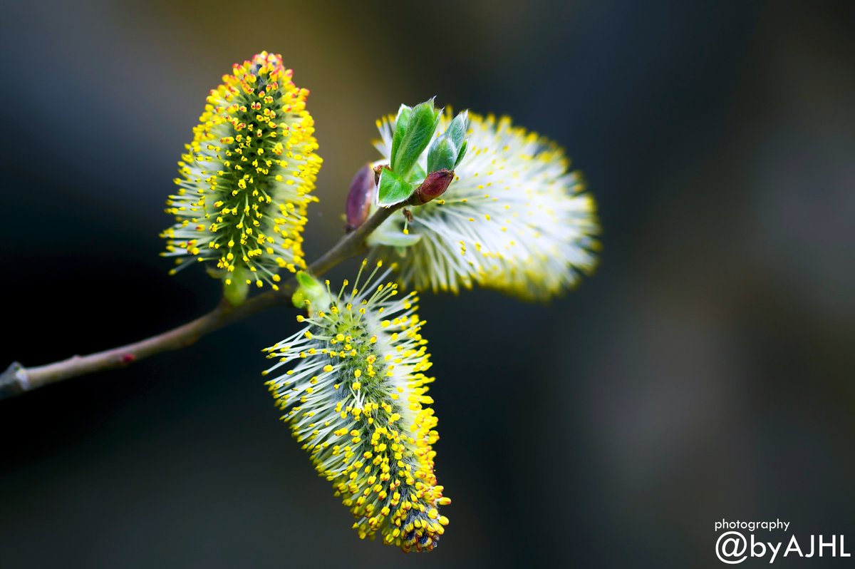 Flowers #flores #winter #prades #naturephotography #naturelovers #flowers #invierno #catalunya #river #flowerphoto #path #trekking #mountainlovers #catalunyanatura #tarragona #tarraco #colores #colors #pentax #macrophoto #macrophotography #macro #flora #flower #botanica #botanic